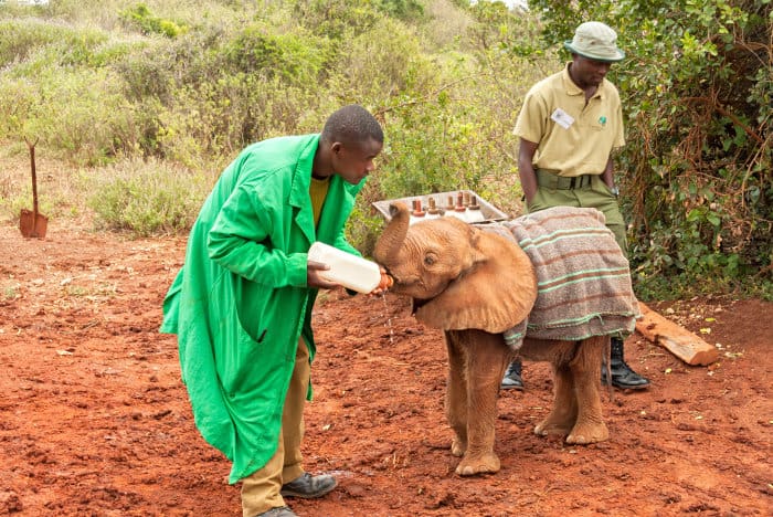 This orphaned elephant is wrapped up in a blanket to keep it warm and snug
