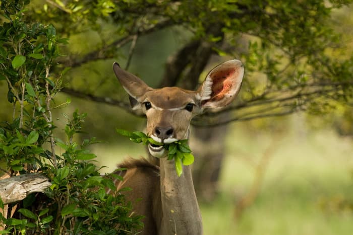 Female greater kudu chewing on some leaves