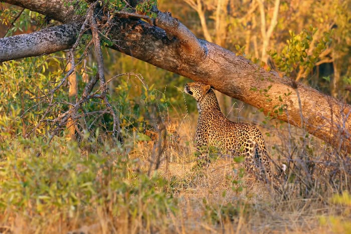 Female leopard marking her territory, rubbing her head against a tree