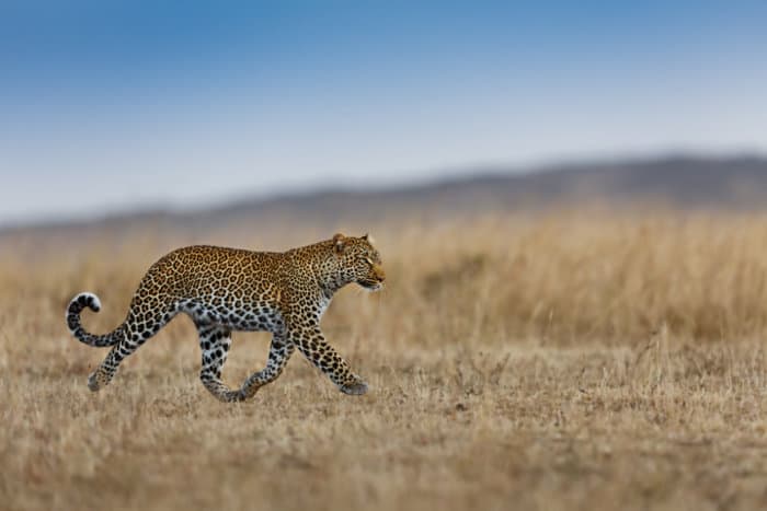 Female leopard on the move in the Masai Mara