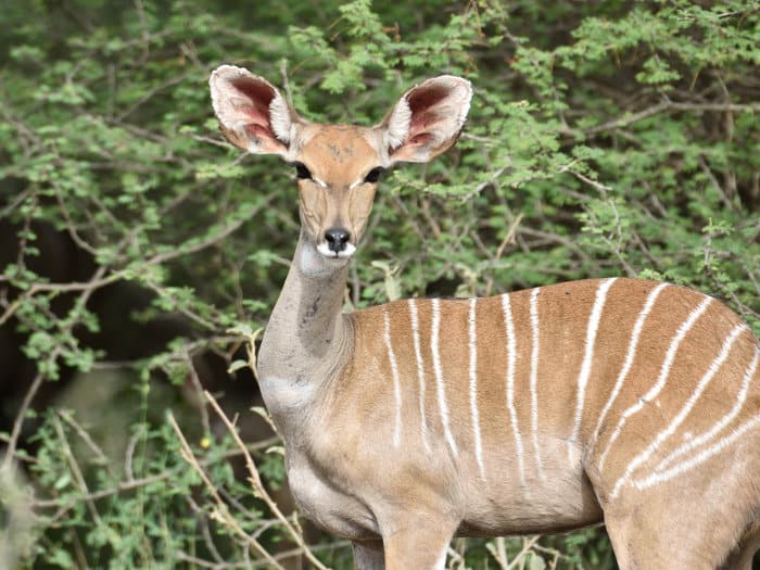 Female lesser kudu in its natural environment, Ethiopia