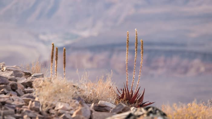 Pretty vegetation on the verge of Fish River Canyon