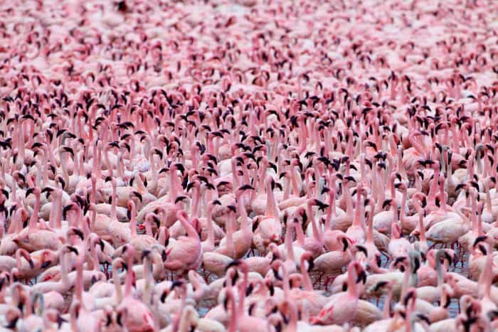 Flamboyance of flamingos at Lake Bogoria in Kenya