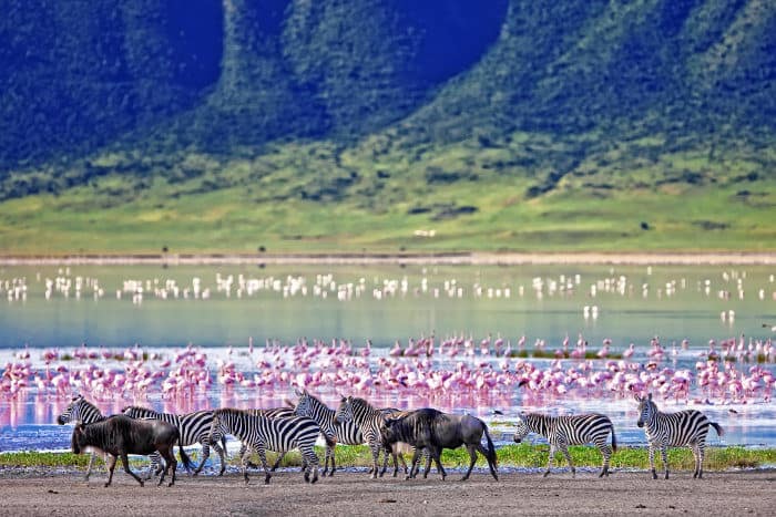 Zebra and wildebeest, with pink flamingos in the background
