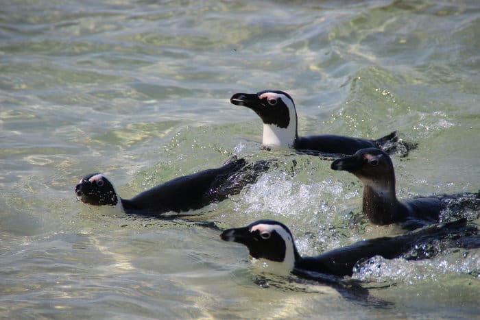 Four African penguins swimming in the ocean