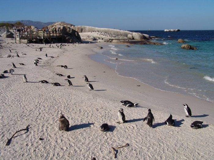 African penguins on the beach and panoramic boardwalk in the background