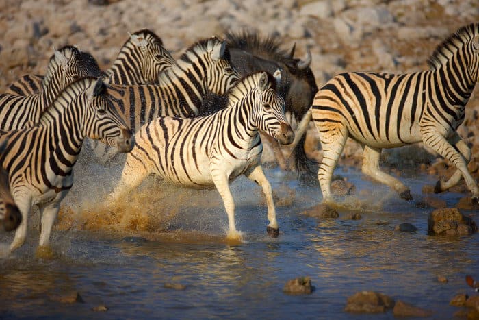 Frightened zebra herd fleeing from a waterhole