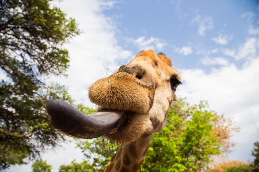 Giraffe tongue facts, colour & length – All you need to know