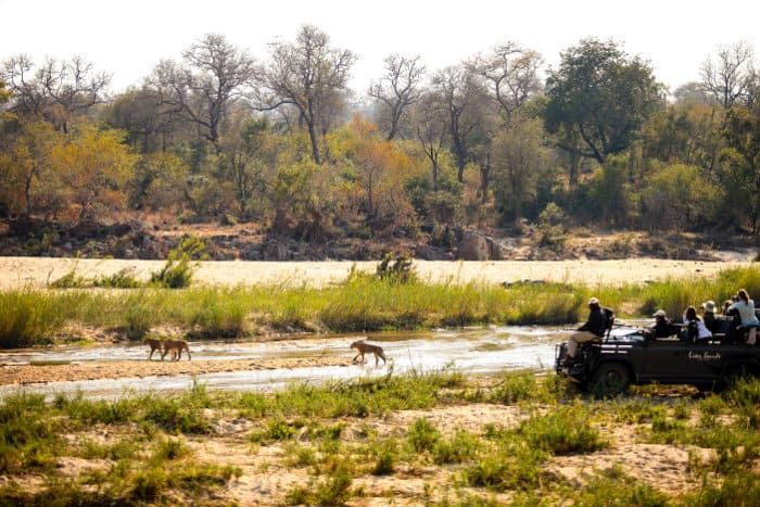 A pride of lions crosses the river during a Sabi Sands game drive
