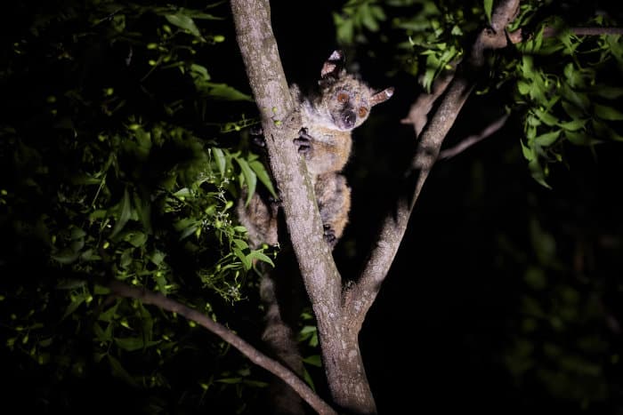 Garnett's greater galago, lit by a torch in the fork of a tree