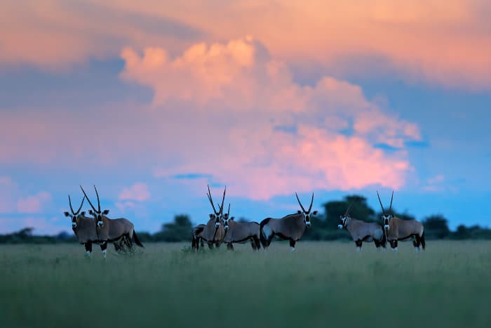 Herd of gemsbok under pink clouds, Nxai Pan, Botswana