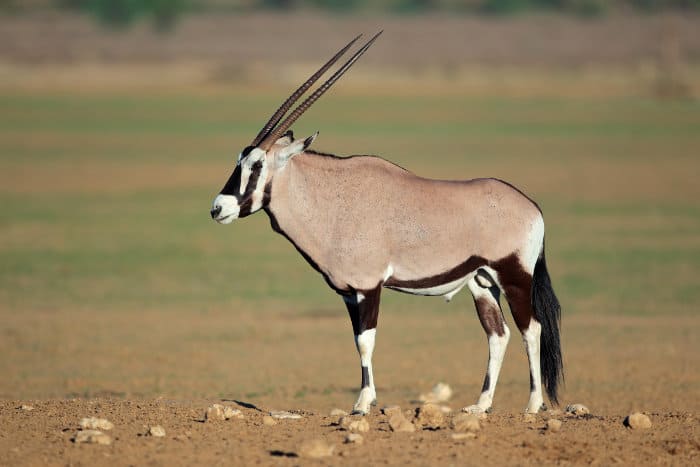 Gemsbok antelope in the Kalahari desert, South Africa