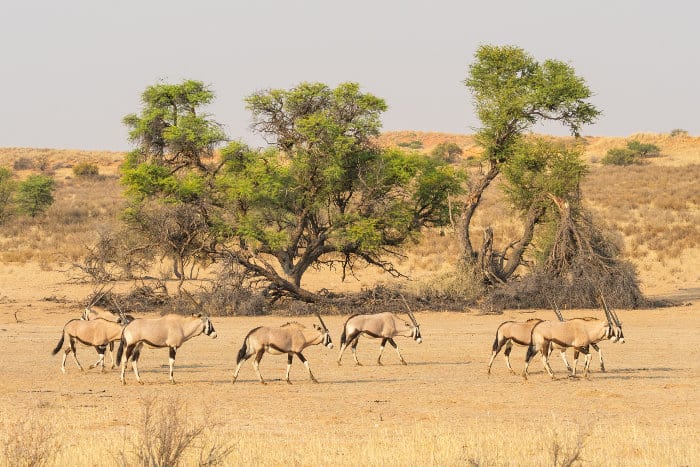 Herd of gemsbok walking in the dry Auob river bed, Kgalagadi