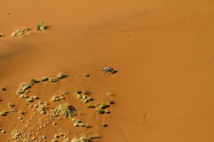 Lone gemsbok pictured from above in Sossusvlei, Namibia
