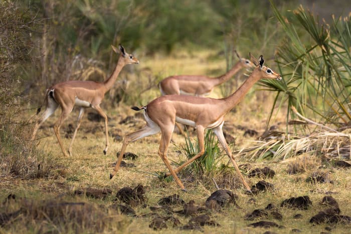 Three female gerenuk running away in the African bush