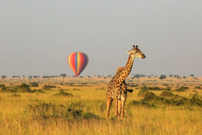 Masai giraffe and hot air balloon in the background