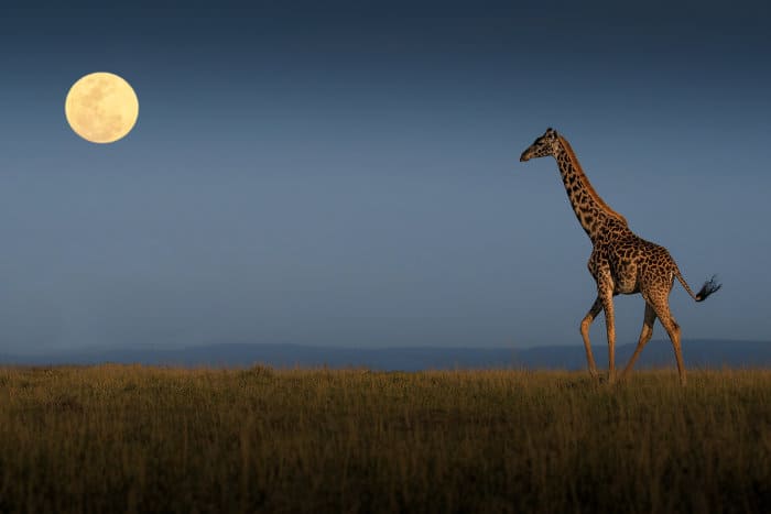 Giraffe walking towards the full moon, Masai Mara plains, Kenya