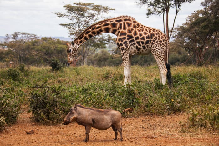 Rothschild’s giraffes and warthogs share the same environment at the Giraffe Centre