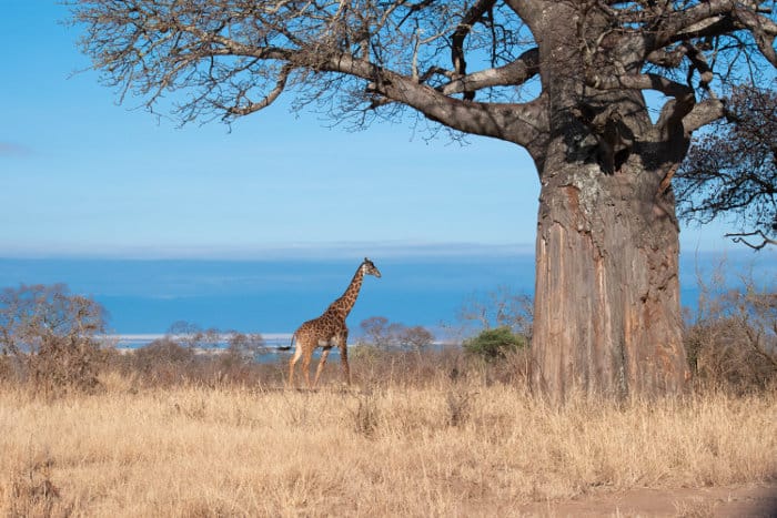 Lone giraffe standing near a baobab in Tarangire