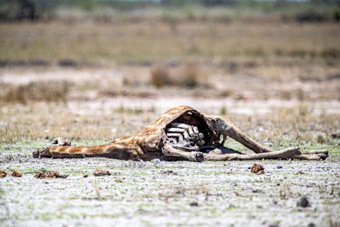 Giraffe carcass in Etosha National Park, Namibia