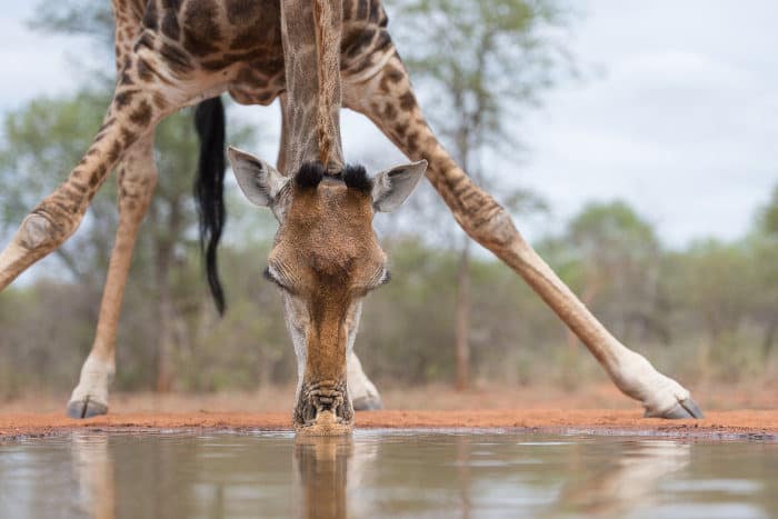 Horizontal image of a giraffe drinking at a photographic hide, in Karongwe