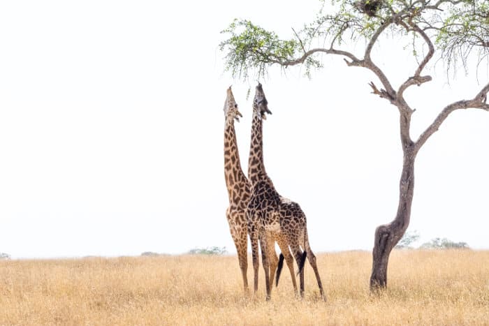 With an average height of 4-5 meters, giraffes can reach some of the highest leaves