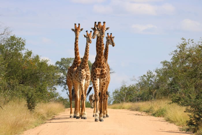 Herd of giraffe walking down a dirt path, with a lone zebra emerging in the background