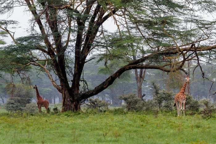 Giraffe under a huge acacia tree, Lake Nakuru