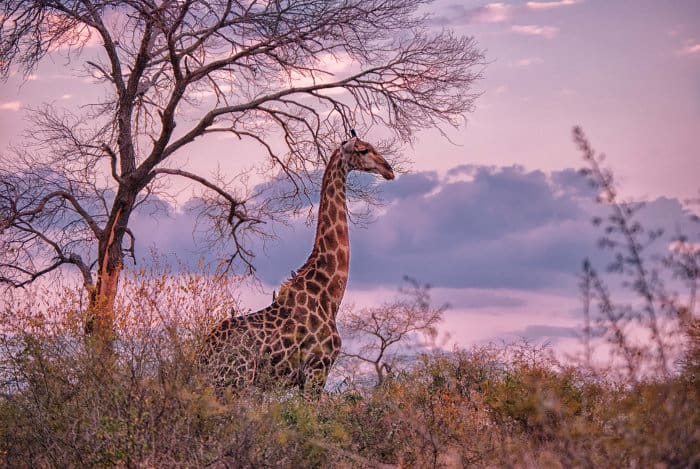 Lone giraffe in fading light, Mala Mala