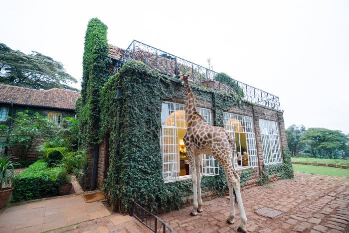 The Giraffe Manor in Nairobi is world famous for its giraffes, sometimes joining guests for breakfast
