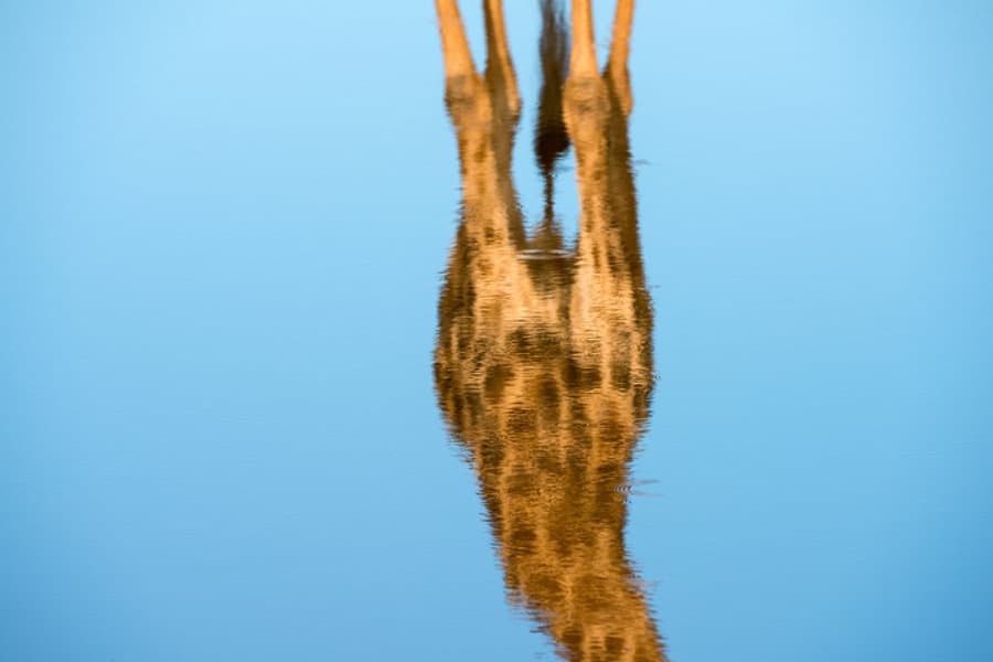 Giraffe reflection in deep blue waterhole, Madikwe