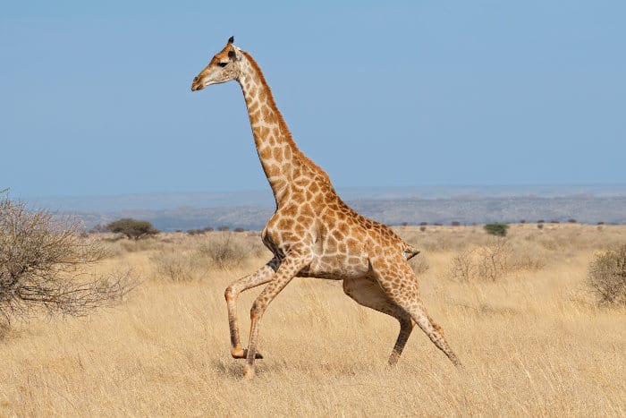 Giraffe running at full speed