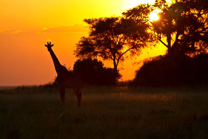 Giraffe silhouette at sunset in Katavi National Park
