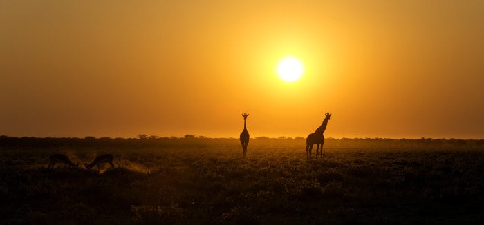 Giraffe silhouettes at sunset in Etosha National Park