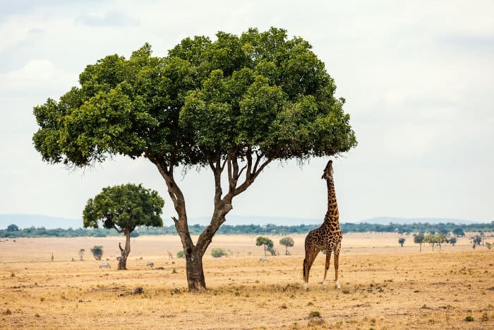 Masai giraffe stretching its neck to reach the leaves of a large tree