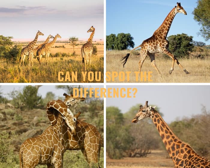 The four main giraffe species