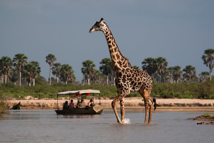 Giraffe crossing the river in Selous Game Reserve
