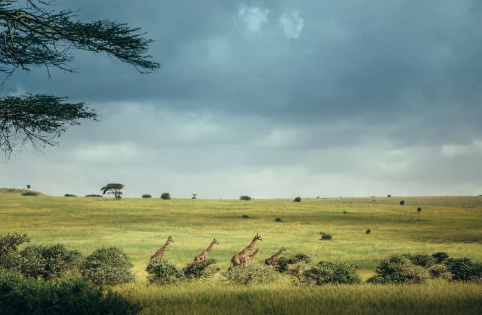 Giraffes in the open Nairobi National Park