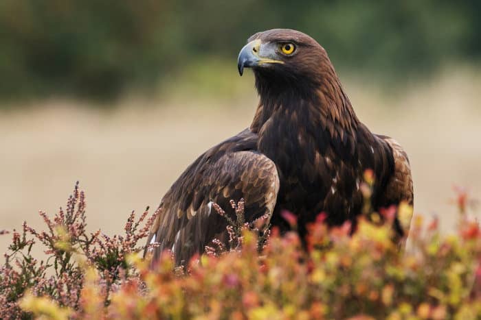 Golden eagle in observation mode, amongst moorland vegetation