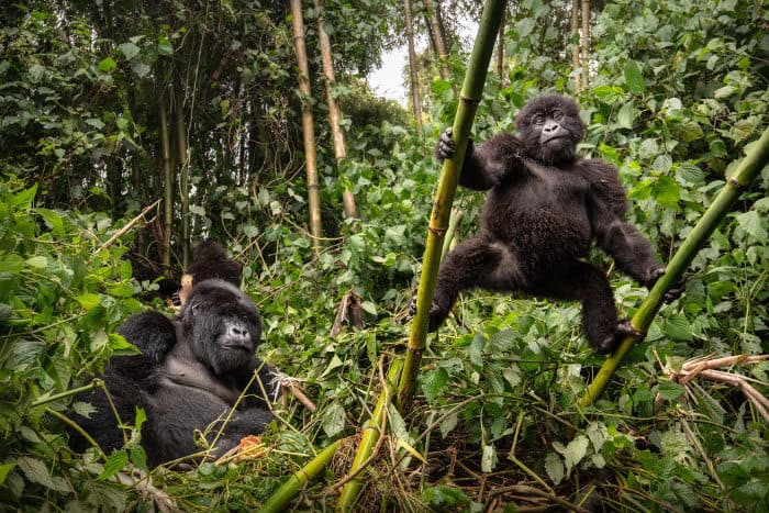 Wild mountain gorillas in their natural habitat