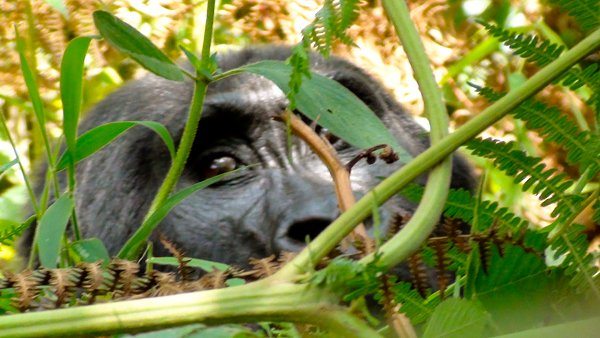 Bwindi from a to z: my gorilla safari experience