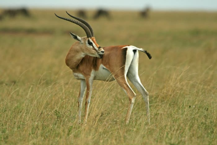 Grant's gazelle is unique because the white coloring extends above and around the tail