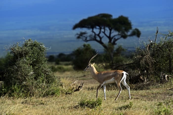 Grant's gazelle in its natural habitat