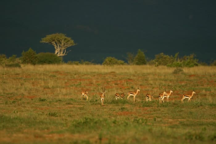 Herd of Grant's gazelle in Laikipia, Kenya