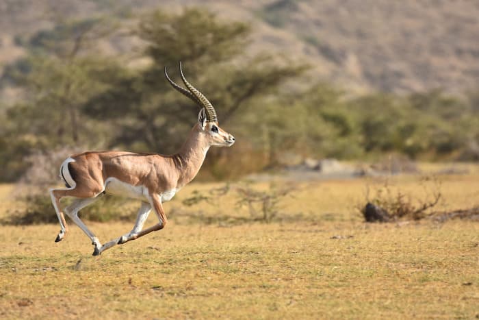 Grant's gazelle on the run in Ethiopia