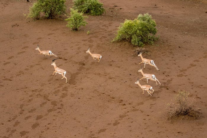 Aerial view of Grant's gazelle on the run