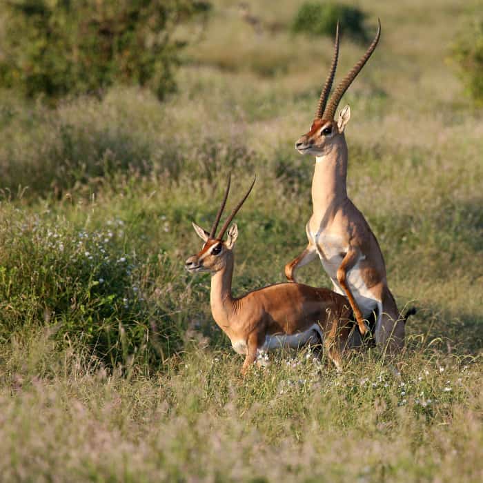 Grant's gazelle mating in Tsavo East, Kenya