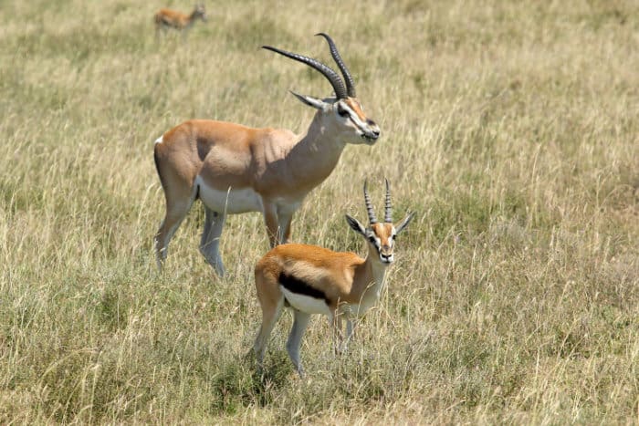 Grant's gazelle vs Thomson's gazelle in the Serengeti National Park, Tanzania