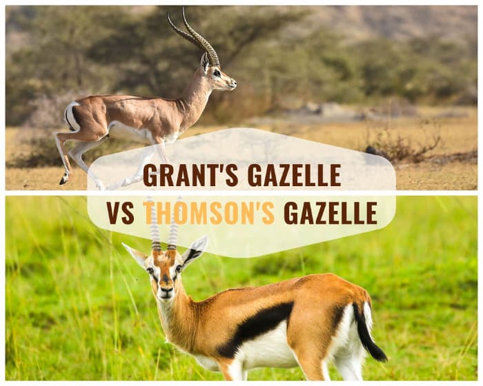 Major physical differences between a Grant's gazelle and a Thomson's gazelle