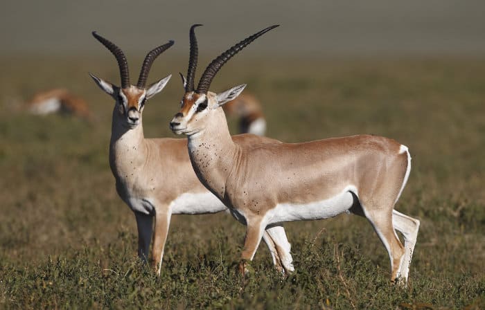 Grant's gazelle have white bellies, and are often outlined with a darker stripe on their flank
